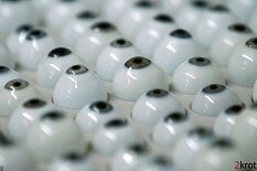 Глаза из "умных полимеров" почти живые Глаза