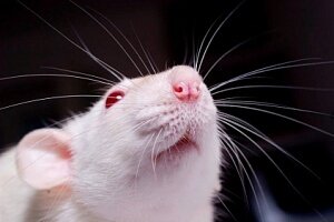 Редактирование генома улучшило зрение крыс с пигментной дистрофией сетчатки Редактирование